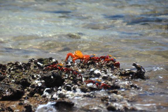 Caranguejos na Ilha de San Bartolomeu (próxima a Isla de Santiago), em Galápagos